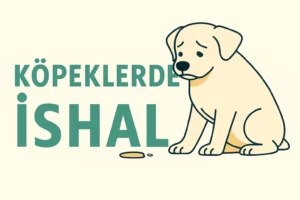 köpeklerde ishal nedenleri