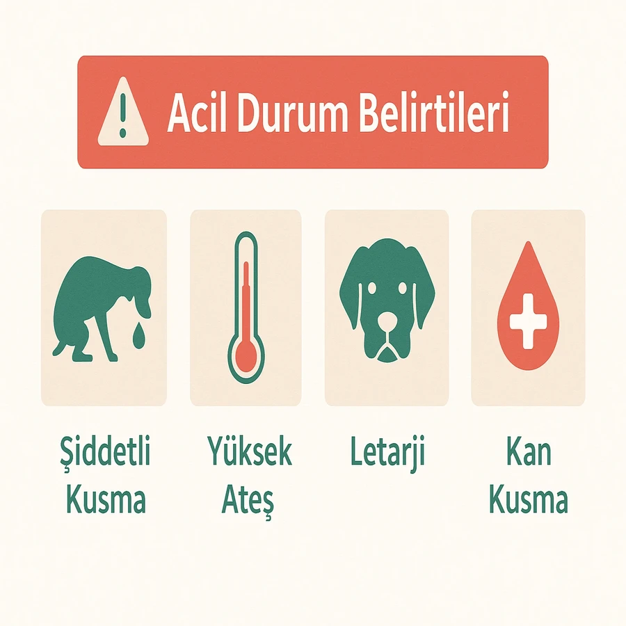 Köpeklerde kusmaya eşlik eden acil veterinere gidilmesi gereken belirtileri gösteren infografik
