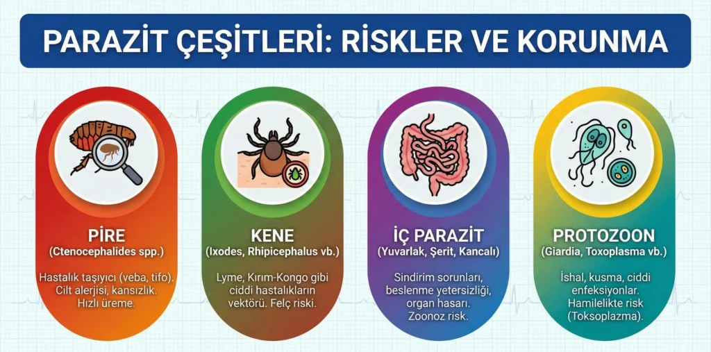 Kedilerde sık görülen iç ve dış parazit türleri ve sağlık riskleri
