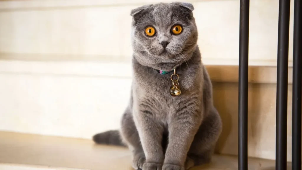 Gri renkli scottish fold kedi özellikleri