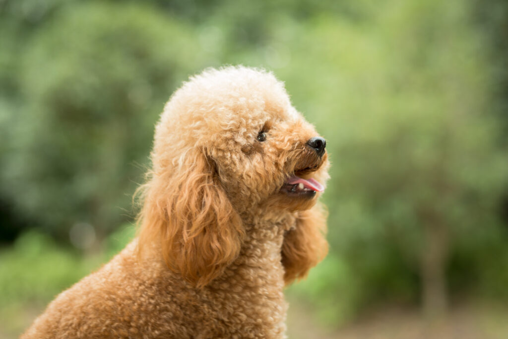 Toy Poodle köpek cinsi, kahverengi kıvırcık tüylü minyatür kaniş görünümü