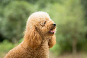 Toy Poodle köpek cinsi, kahverengi kıvırcık tüylü minyatür kaniş görünümü