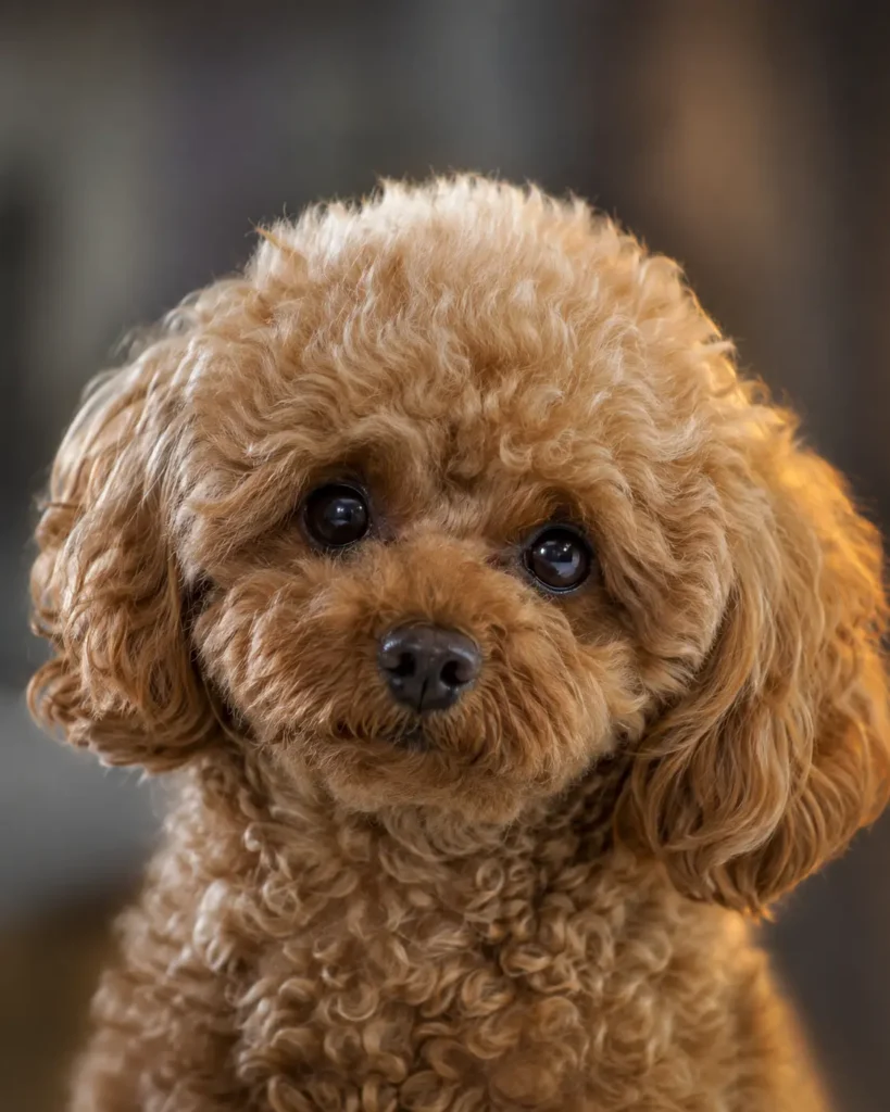 Stüdyo ışığı altında yakın plandan çekilmiş, kayısı rengi kıvırcık tüylü ve siyah gözlü sevimli Toy Poodle portresi.