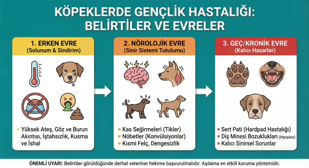 Köpeklerde gençlik hastalığı belirtileri ve evreleri infografiği