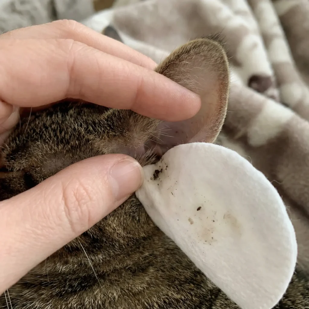 Kedi kulağının dışına çıkan kirlerin pamukla silinmesi.