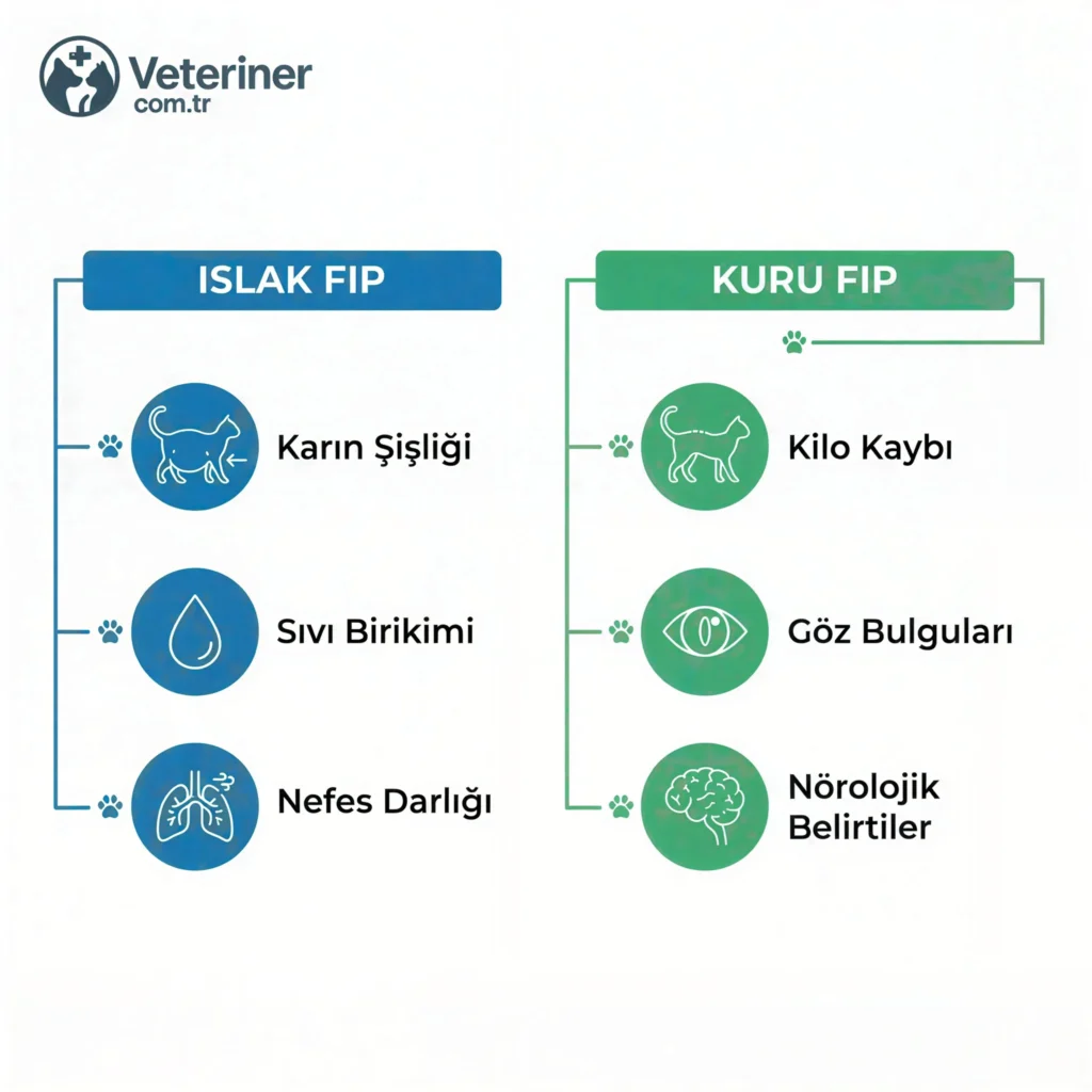 Islak ve kuru FIP’in belirtilerini karşılaştıran iki sütunlu infografik
