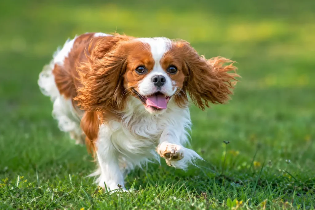 Cavalier King Charles özellikleri ve sosyallik