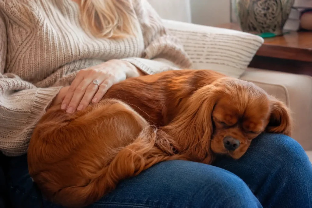 Sahibinin dizinde uyuyarak insan odaklı "velcro dog" (cırt cırtlı köpek) karakterini sergileyen sevgi dolu Cavalier