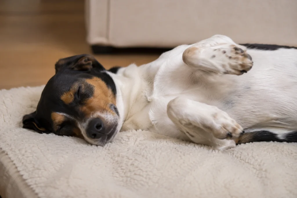 Uykuda koşar gibi pati hareketleri yapan rahat ve sağlıklı köpek.